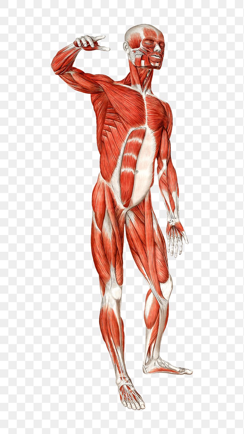 human anatomy illustration