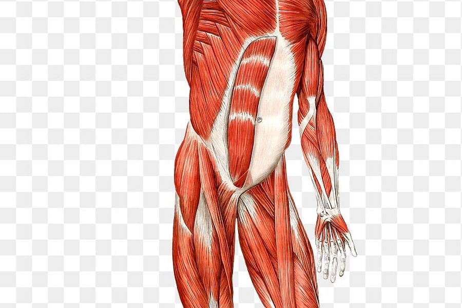 human anatomy illustration